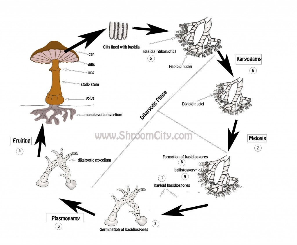 Mushroom Life Cycle