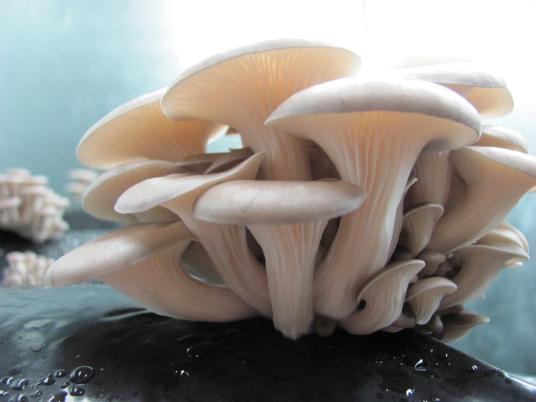 Blue Oyster Mushroom (Pleurotus ostreatus var. columbinus)