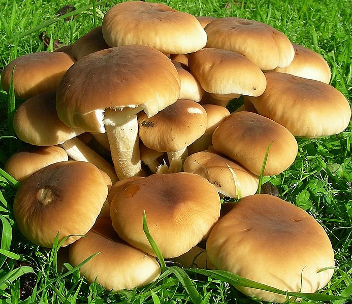 Pioppino Mushroom (Agrocybe aegerita)