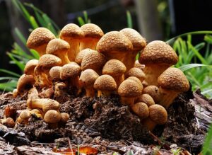 Mushroom containing psilocybin