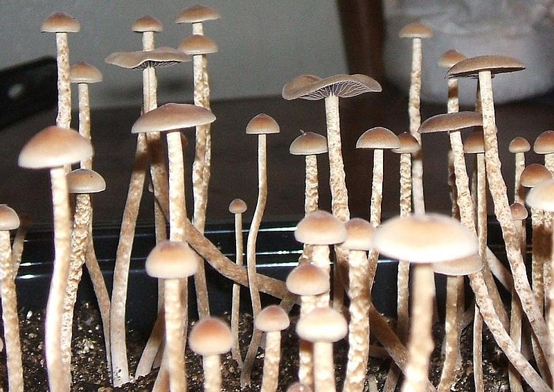‘Magic’ mushrooms will be legal in Oregon